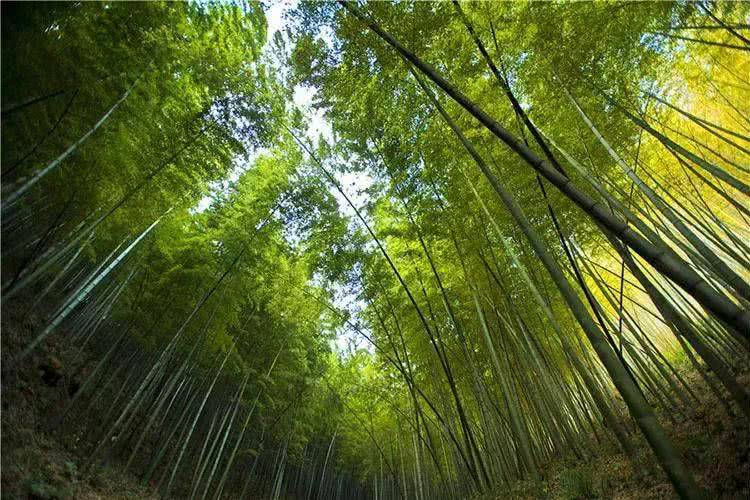 天目湖御湖半岛温泉酒店下午茶,天目湖御湖半岛温泉酒店