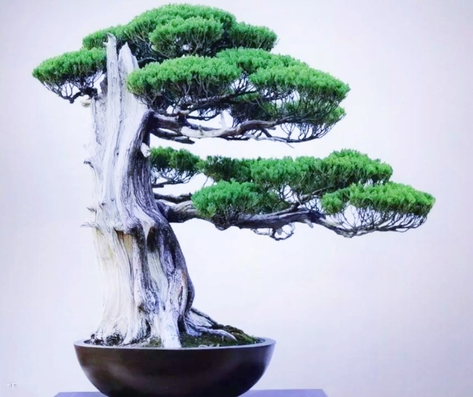 柏树桩盆景的造型,柏树舍利杆与枝条怎么完美过渡