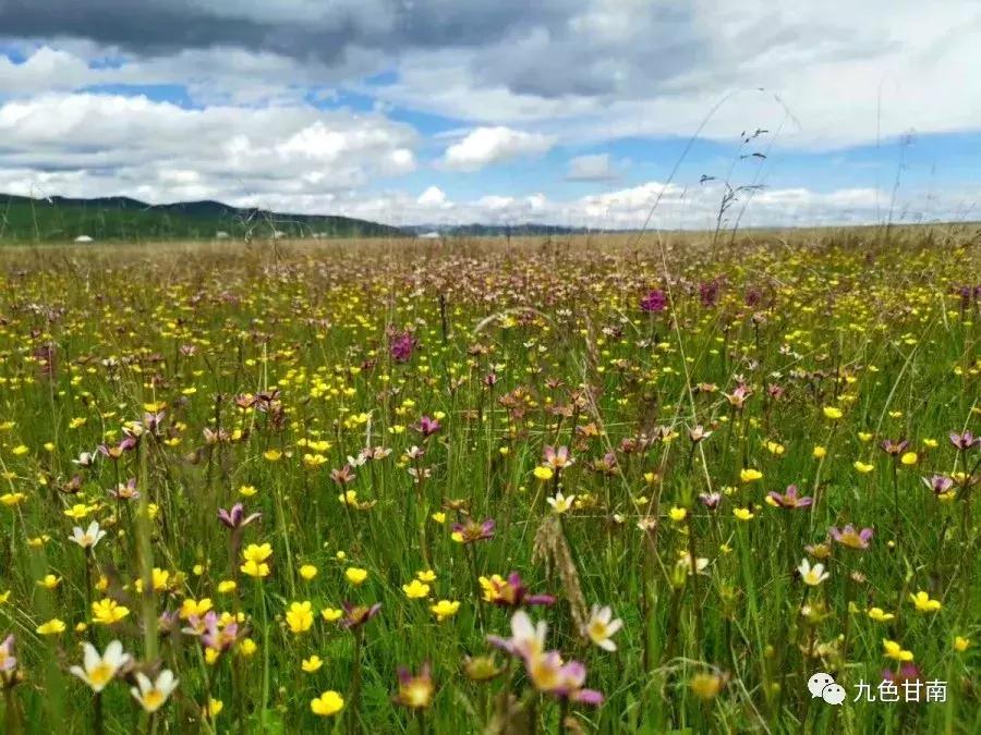 六月下旬甘南大草原花海,七月的甘南草原花海风光