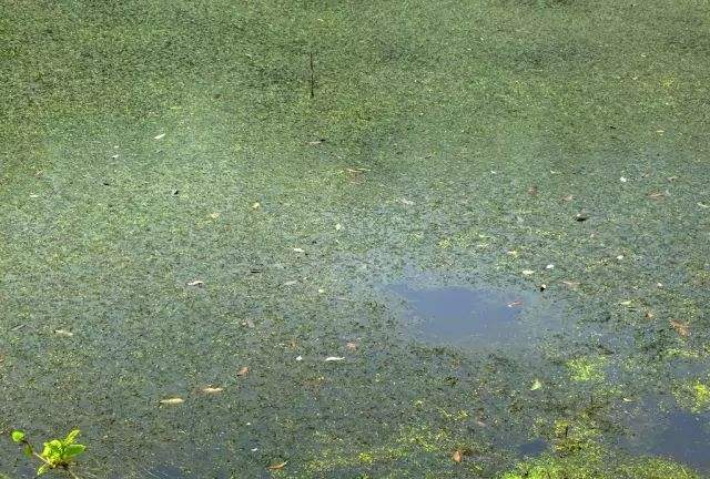 为什么河里水草多钓不到鱼,有水草一定要钓水草边吗