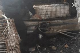 狗贩给狗狗灌水,狗贩给狗灌水