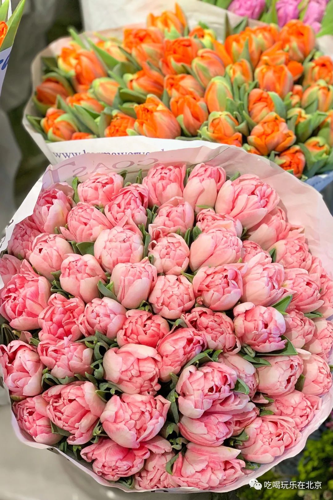 北京花市攻略大全,北京最美赏花景点