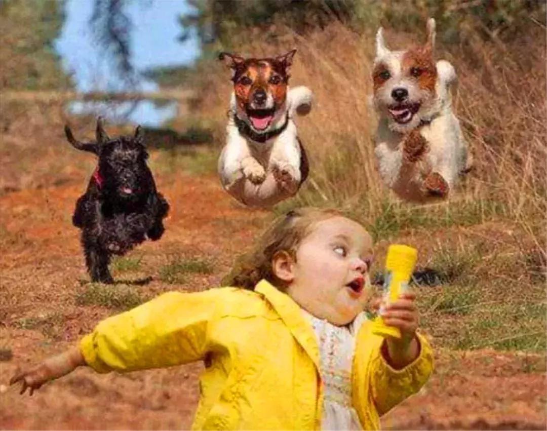 遇到猛犬如何赶走,带小孩遇见狗怎么自救
