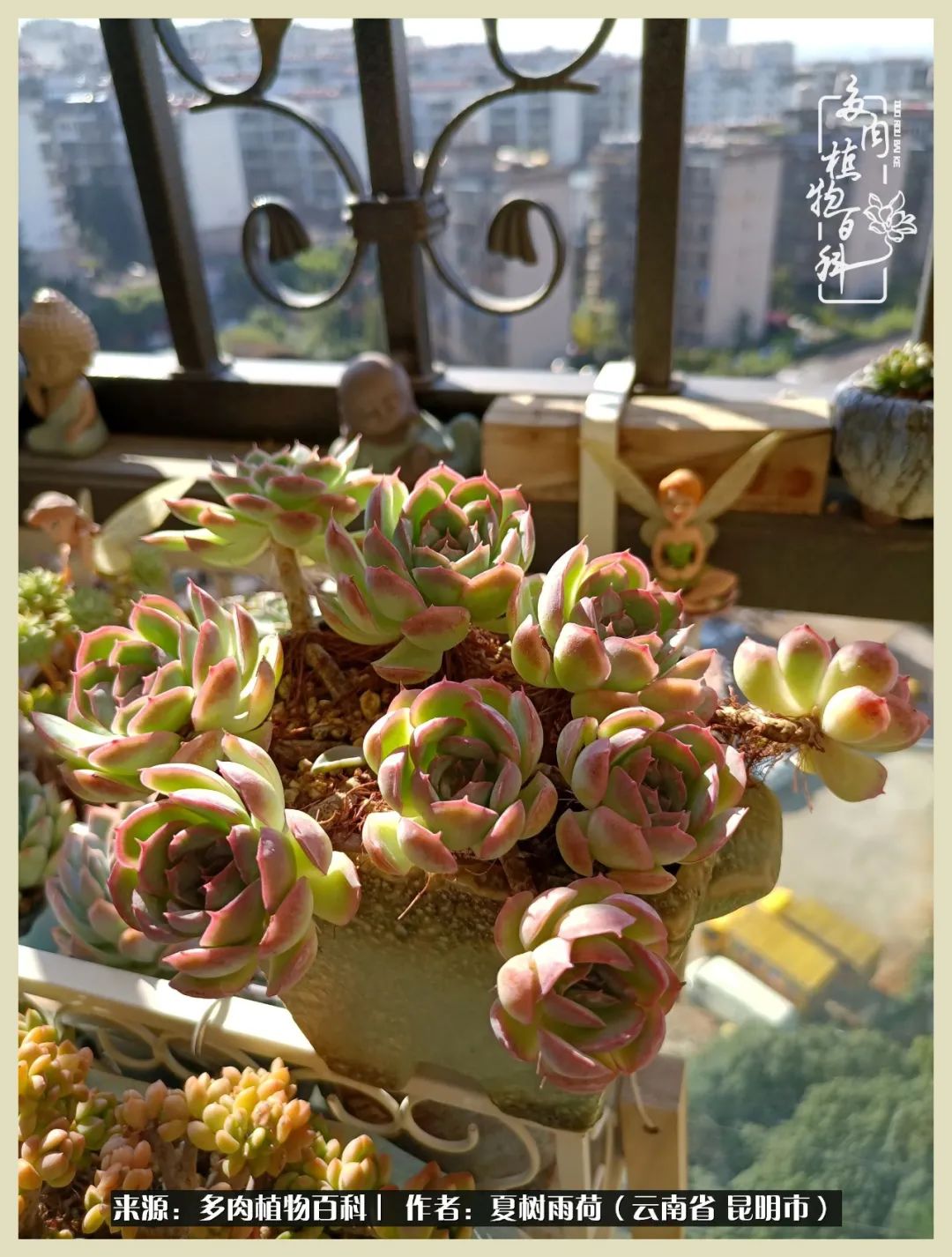 自从养了多肉有了窗台想要个阳台,养多肉10年多