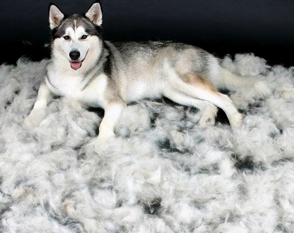 哈士奇的正确养法,正确养哈士奇的方法