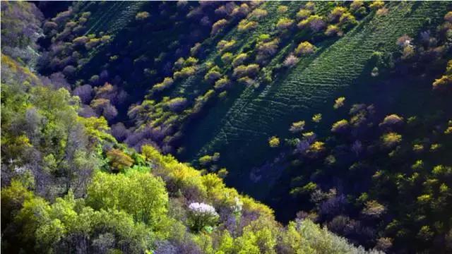 国家认证！*疆新**又一城市成为“中国天然氧吧”，大自然“空调房”就在……
