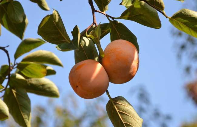 柿子坐果不好全落果是怎么回事,柿子现在大量落果用什么药能治