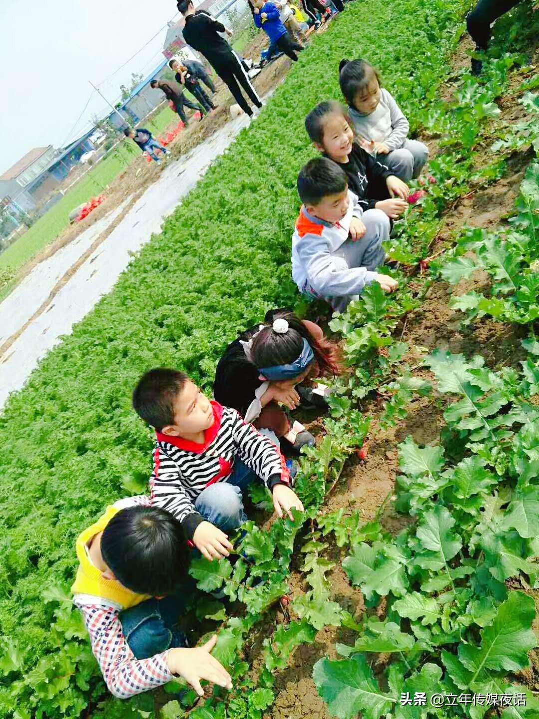 梅花香自苦寒来：济宁金乡春田花花幼稚园园长郑艳香