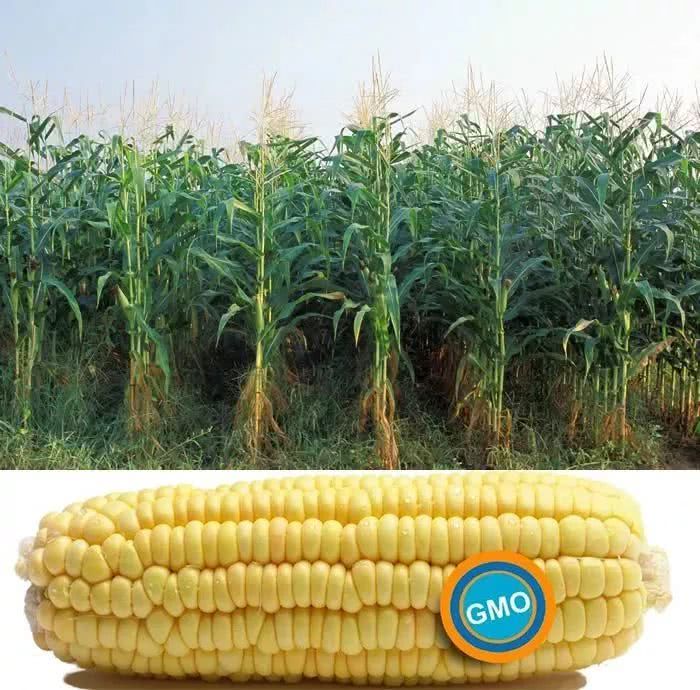 玉米除草剂为什么玉米不死而草死,除草剂的对成熟玉米的危害