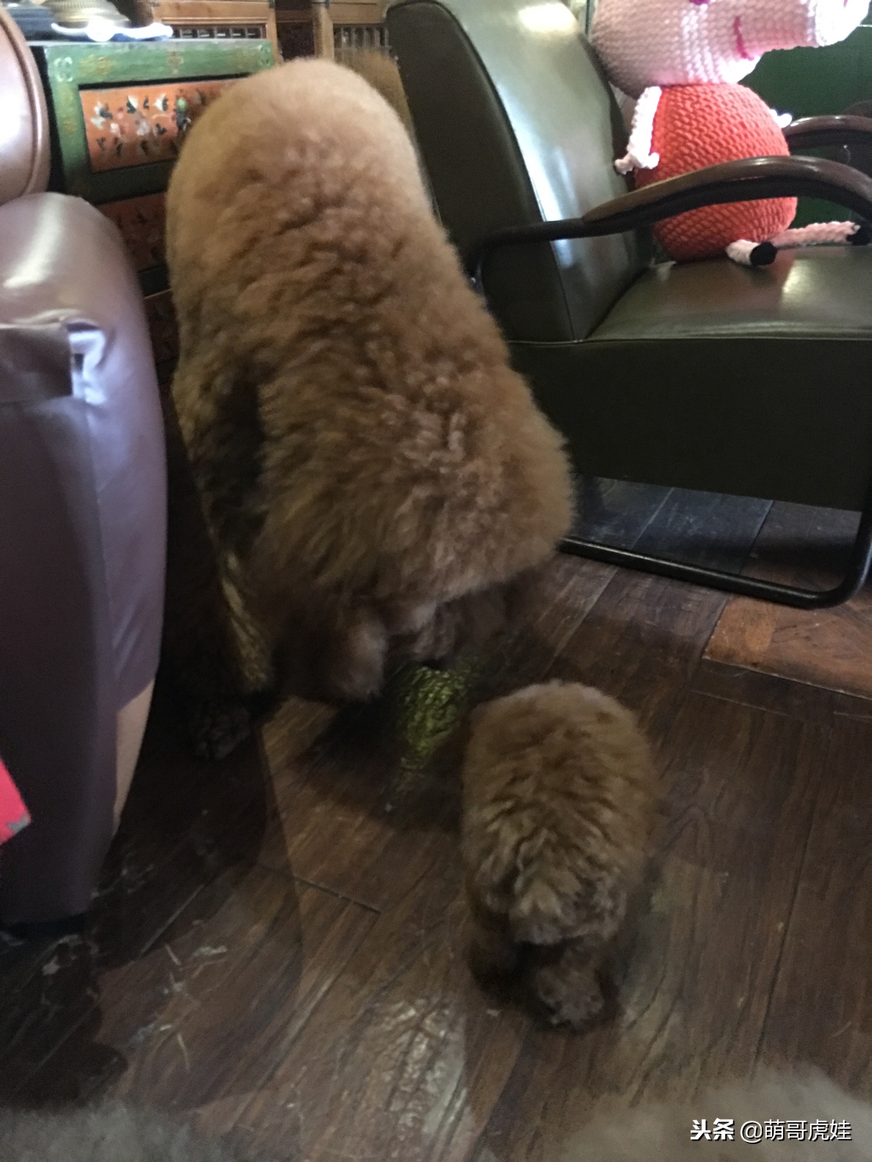 怎么把小泰迪养成巨型泰迪呢,迷你小泰迪怎么长不胖