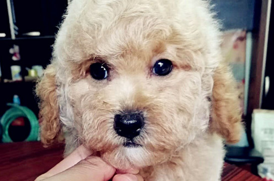 1岁玩具小体泰迪,泰迪不爱吃零食也不喜欢玩玩具