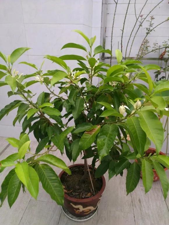 适合家庭养的清香花,5种清香花卉开花时满室芬芳不断