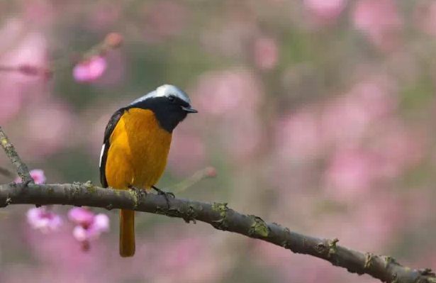 我们背诵并搜集了关于春天的古诗,描写春天的100首古诗三年级下