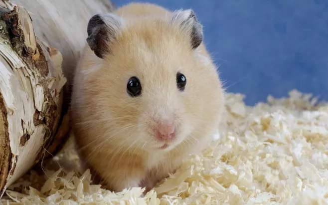 仓鼠养鼠指南,鼠年大吉仓鼠怎么养活的