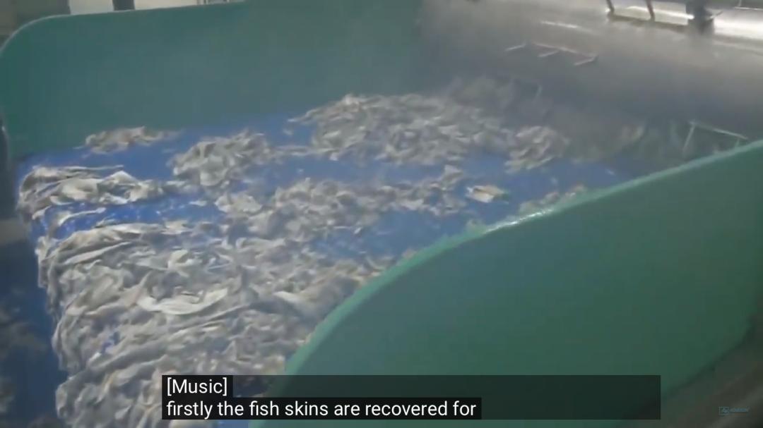 外媒曝光了挪威三文鱼养殖真相吗,最毒的深海三文鱼