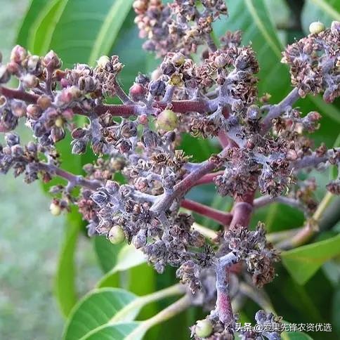 芒果细菌性黑斑病的防治,芒果黑心病防治措施