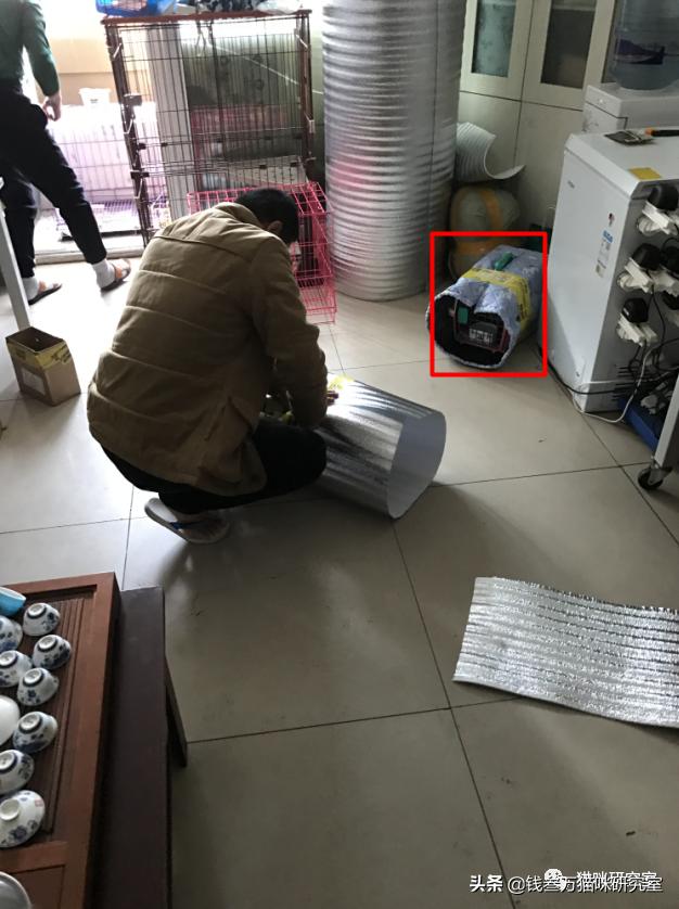 宠物托运全过程狗狗,宠物托运全过程国外