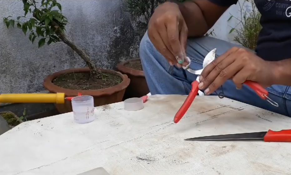 把普通的沙漠玫瑰养成盆景,怎样把沙漠玫瑰的桩养得更漂亮