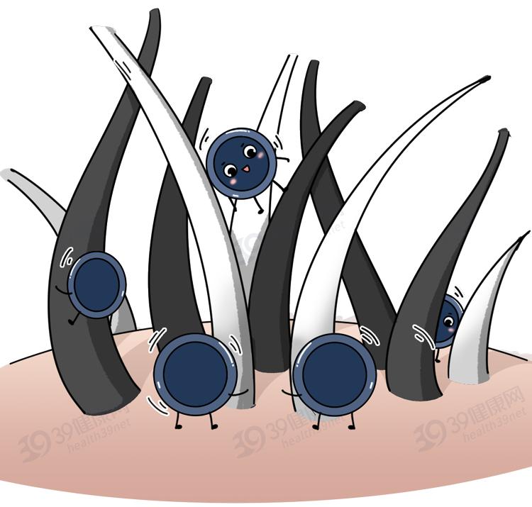 白发真的能从发根长出黑发吗,白发怎么治疗才能变黑小偏方