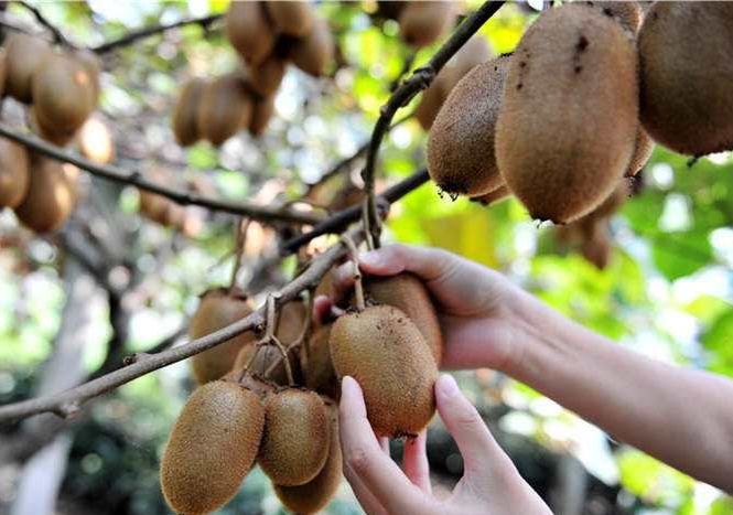 现在有果农卖果难吗,栖霞果农逆向思维