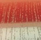 窥一斑而识全貌,窥一斑而知全貌出自哪里