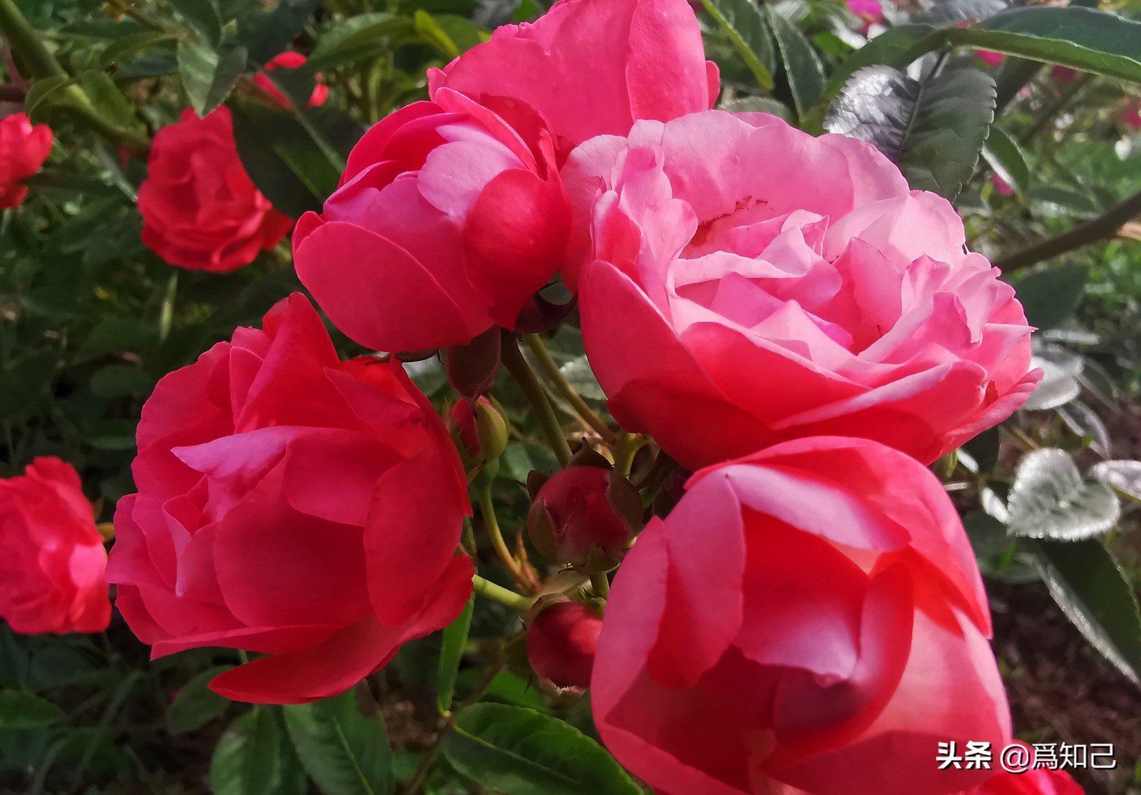 湖边矮花海怎么拍照好看,草原花海拍照怎么拍出高级感