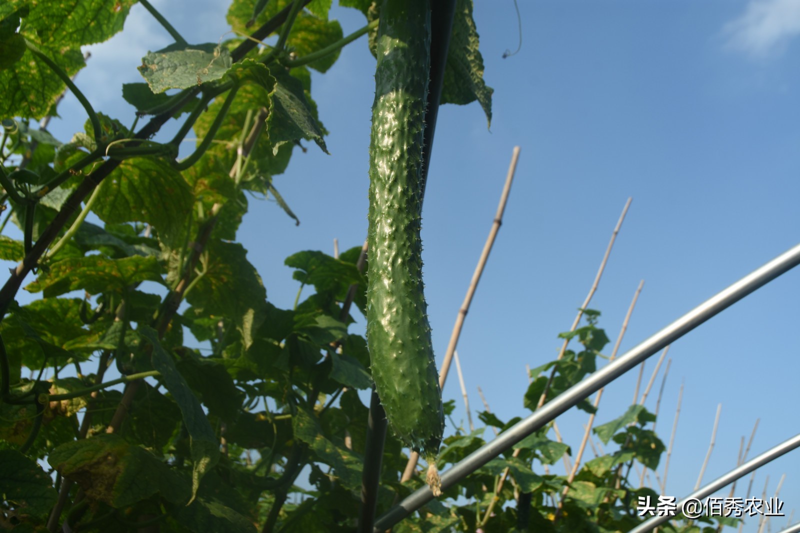 农村大叔种植黄瓜,农村种植一亩黄瓜要多少成本