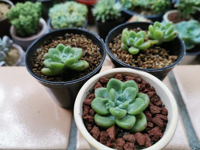 又美又好养还爱爆盆的多肉品种,什么品种的多肉好看又好养