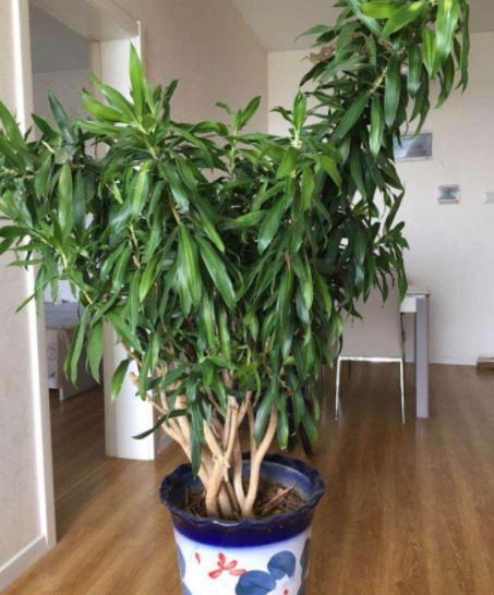 除甲醛的盆栽什么比较好,种植什么植物除甲醛