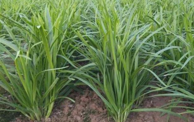 韭菜种子多少度发芽率高,韭菜种子发芽了以后该怎么种植