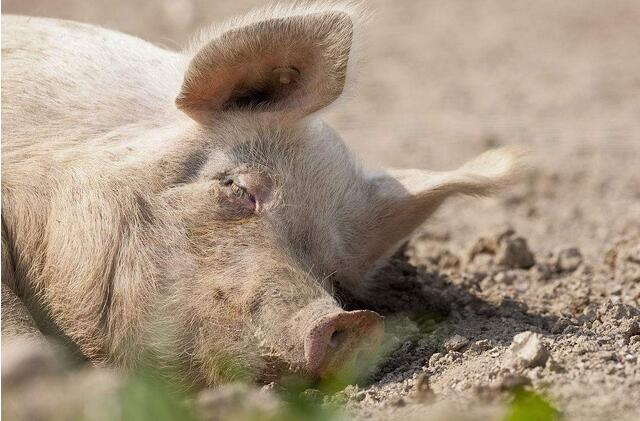 猪有脐疝气能影响正常进食吗,猪阴疝什么原因发病