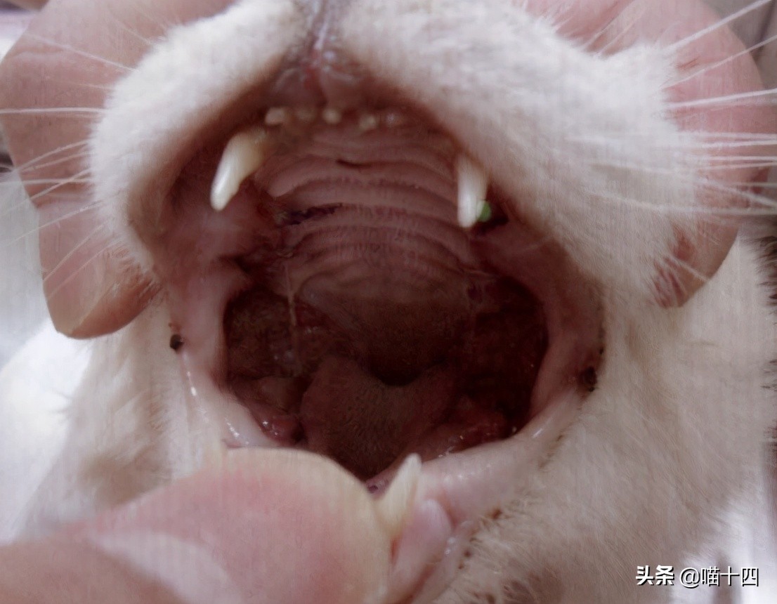 别让宠物医院榨干铲屎官的钱包——小毛病，不求人「外创篇-下」