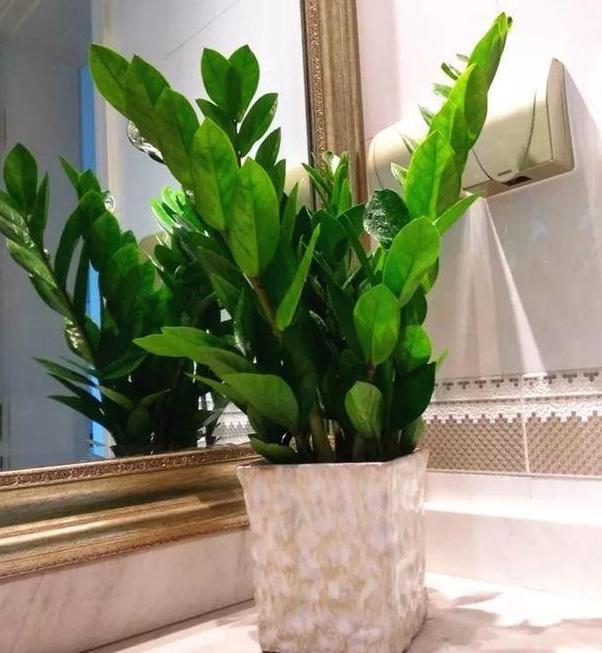 金钱树的种植和管理,养好金钱树需要注意什么细节