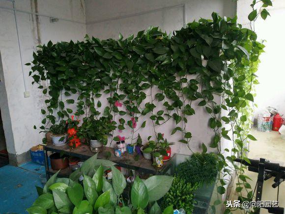 绿萝应该怎么缠绕在柱子上好看,绿萝爬柱子图片