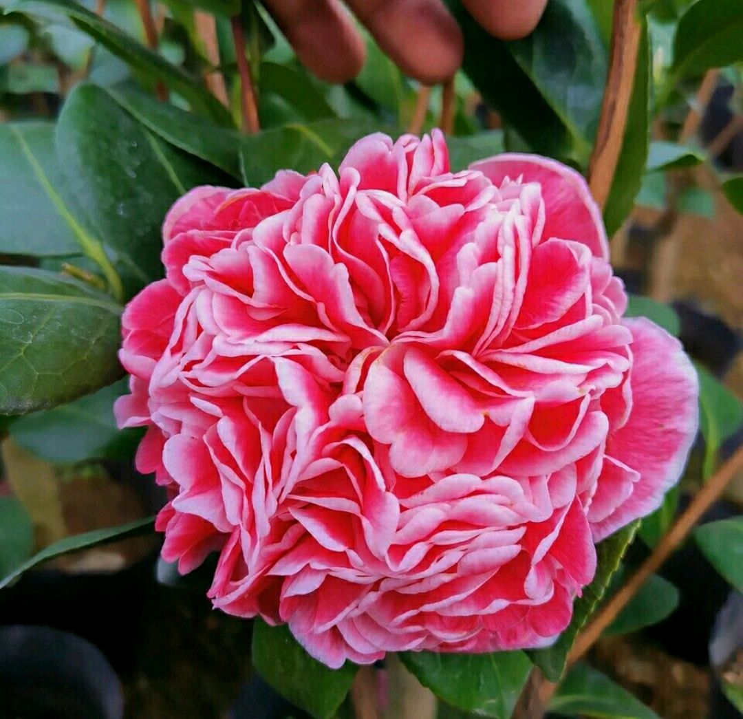 地栽茶花树发黄不长新叶子,地栽四年的茶花不开花怎么办