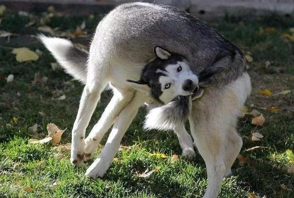 狗狗做出这五个动作是向你求救,狗狗这几个行为是在向宠主求救