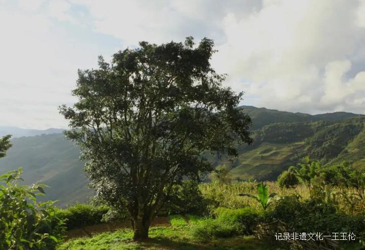 王者风范茶叶价格,龙润普洱生茶顶级老茶饼