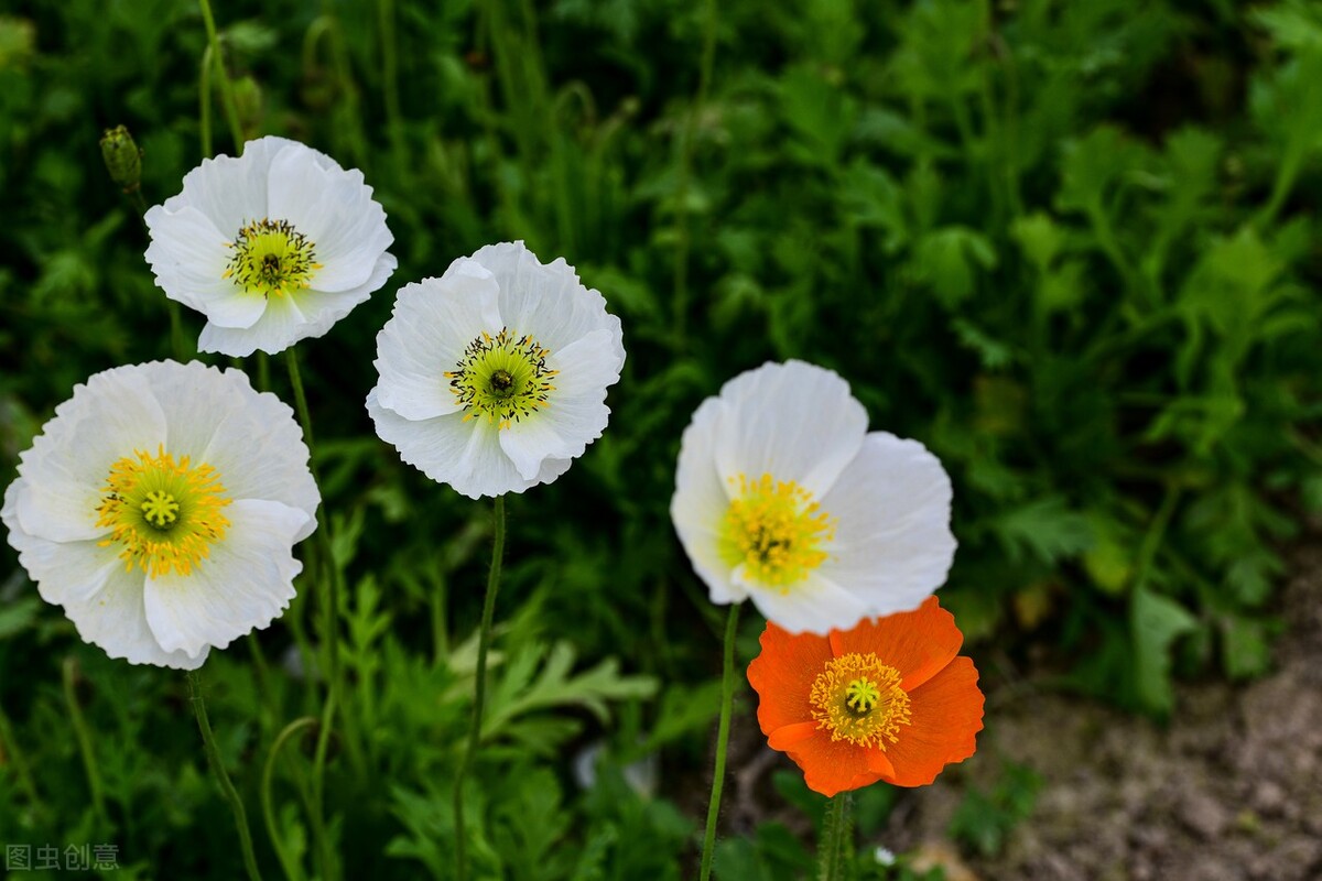 生日鲜花用哪几种花,代表友谊长存和生日快乐花语的花