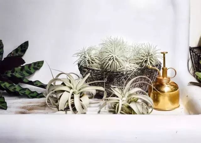 开一家植物美学小店,开一家属于自己的花店