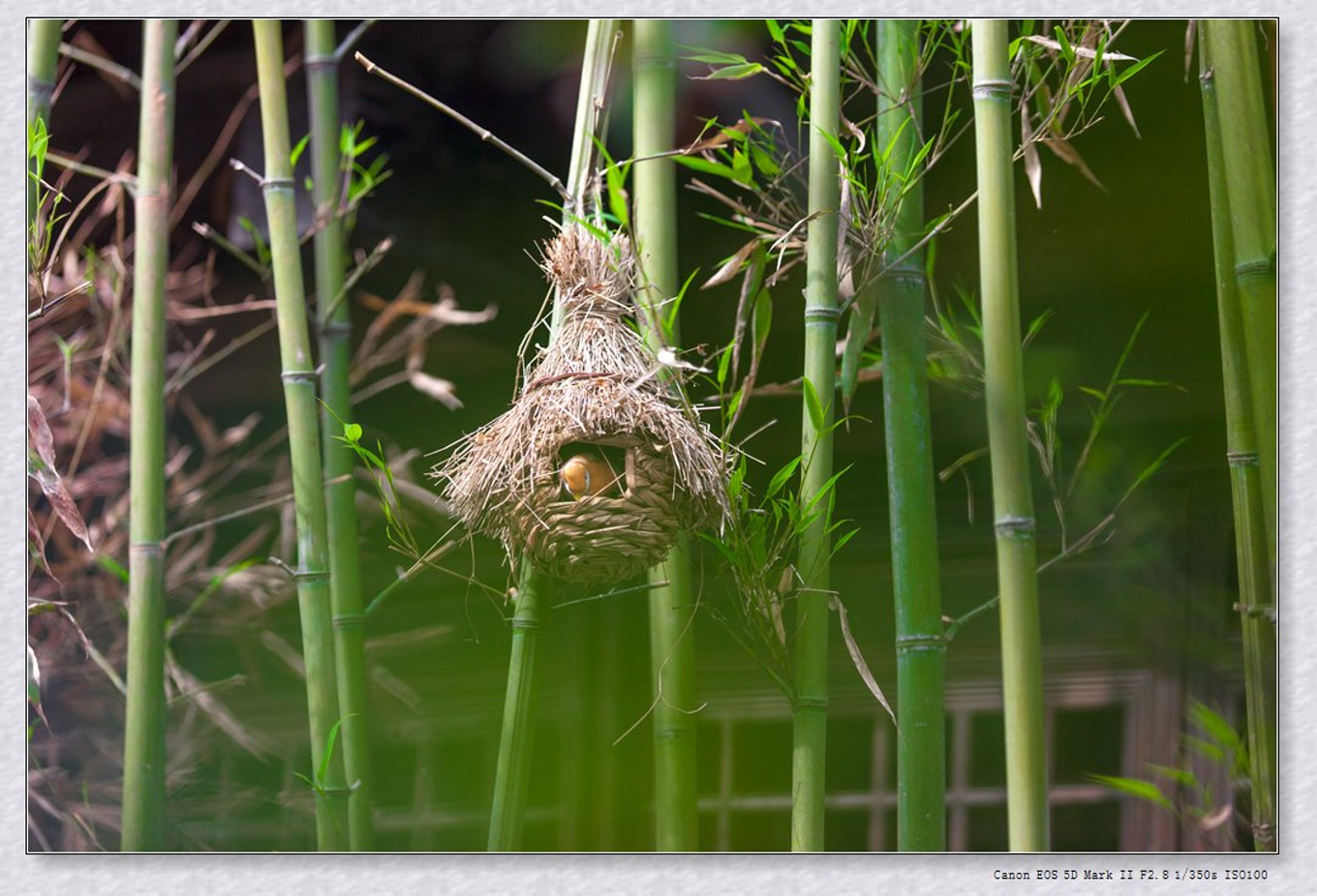 常州旅游东方盐湖城,骆驼之旅视频