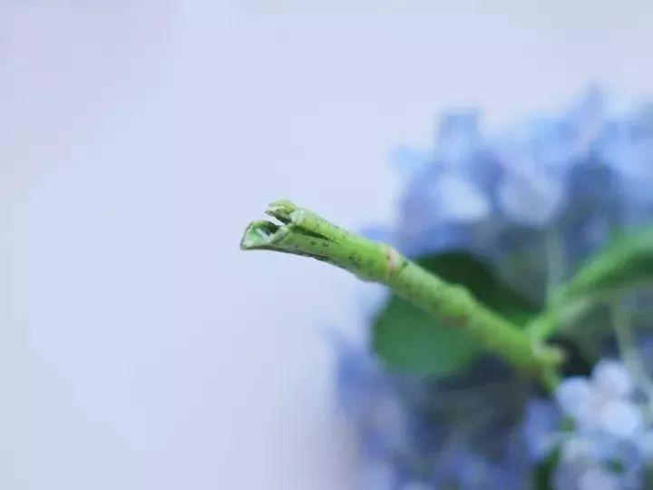 绣球醒花花头可以泡水吗,绣球盆栽可以整个泡水里吗