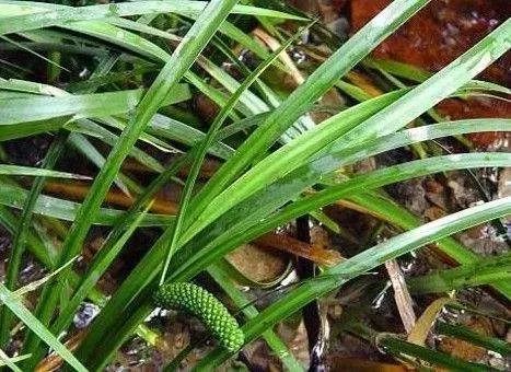 保健品骗局专骗老年人触犯什么法,保健品骗局专骗老年人被抓