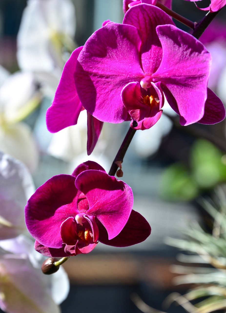 踏月赏花风景图片,十月桂花风景图片大全