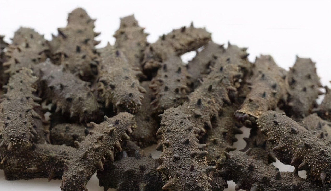 野生海参和养殖海参有什么区别,养殖海参需要什么肥水