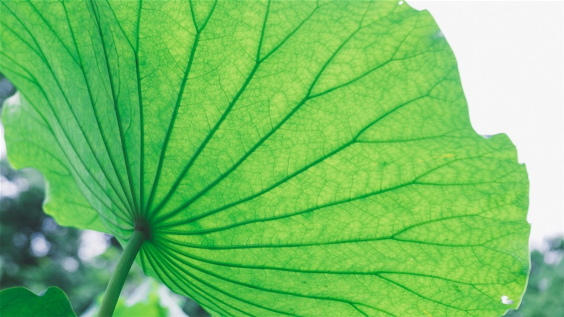 蓝色护眼壁纸唯美图片,最美的护眼桌面壁纸