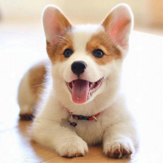 养狗新手入门必备知识,养狗知识大百科入门篇