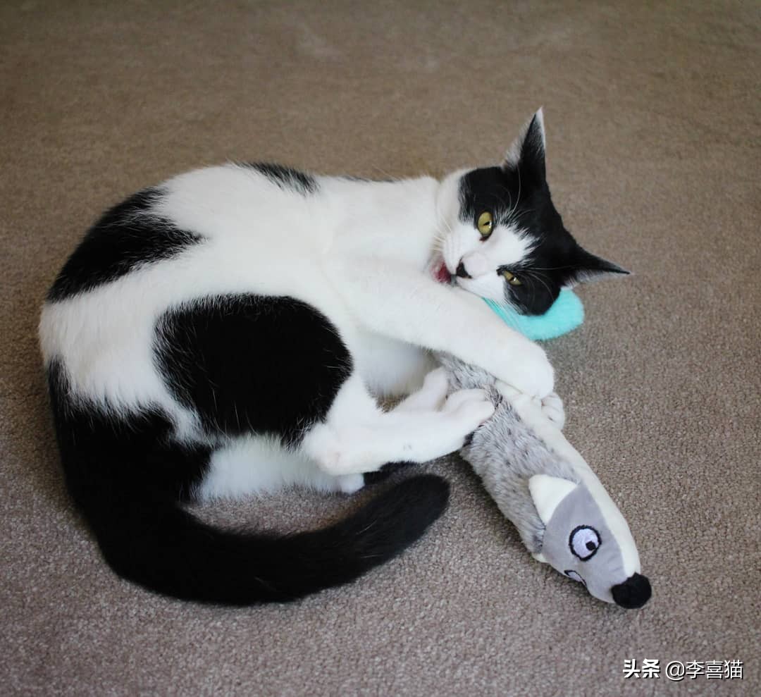 铲屎官必备猫玩具大全 (猫咪必备的10种玩具)
