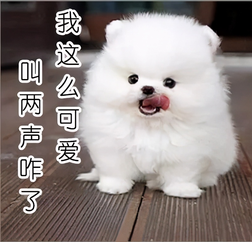 很好养不爱叫的小型犬,不吵不闹的小型犬有哪些