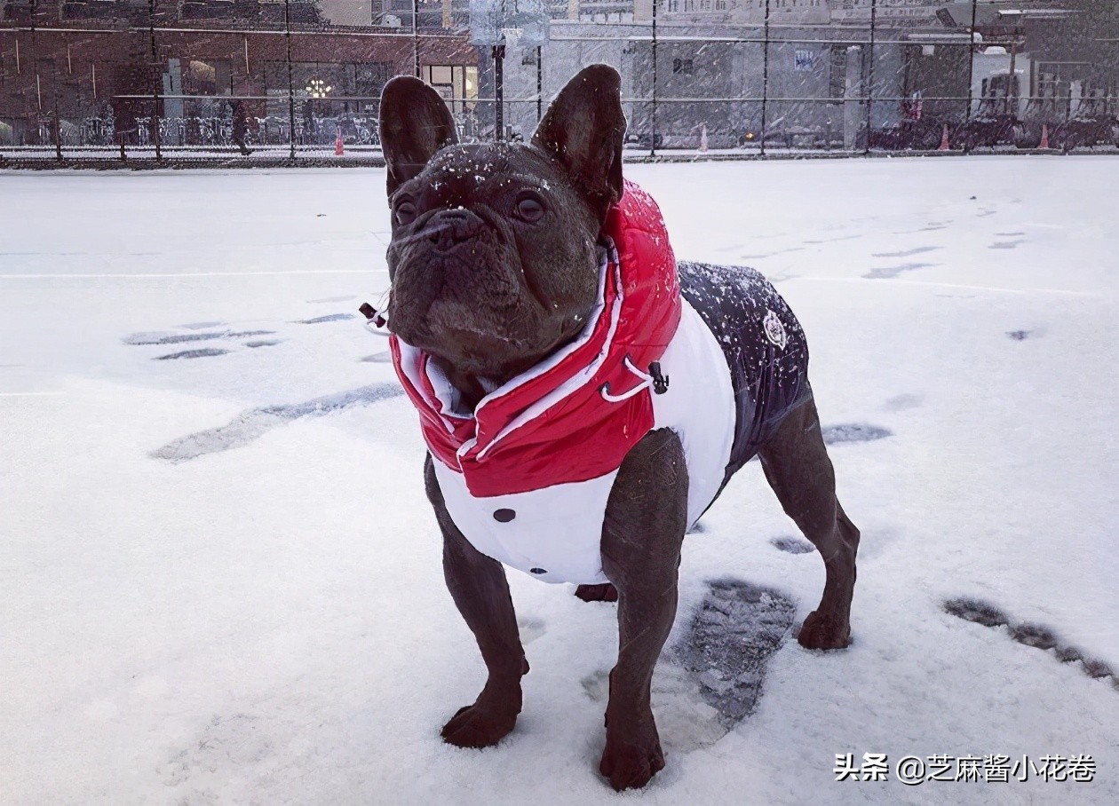 凡尔赛文学其实无处不在,凡尔赛文化盛行