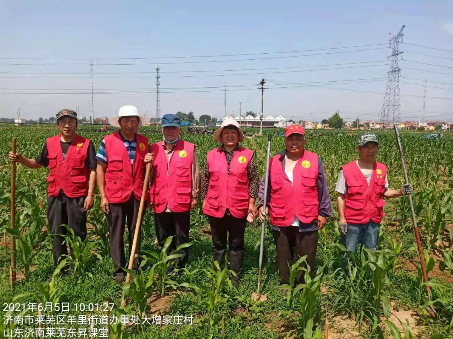 小苗绿马甲红田间志愿有真情